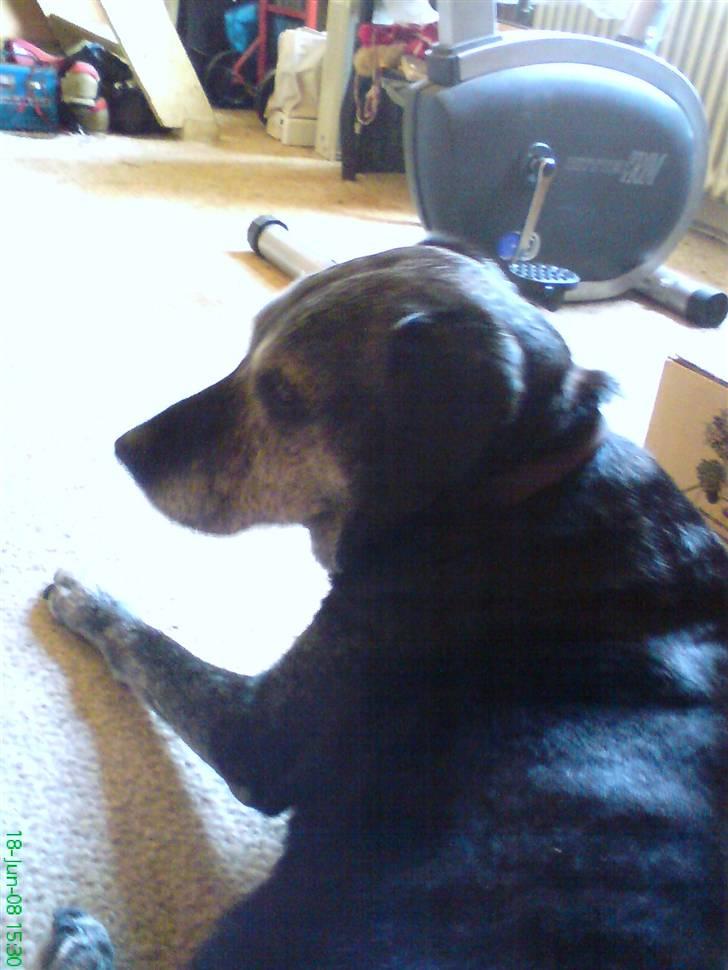 Labrador retriever Victor RIP - okaay så vågner jeg... billede 5