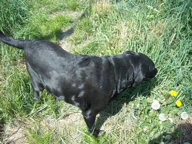 Labrador retriever /blanding Rie<3 billede 15