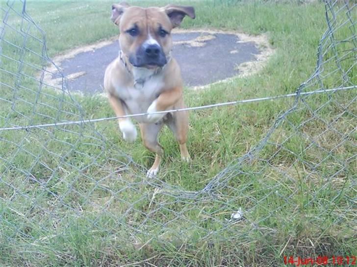 Blanding af racer ciska.  -  .ciska springer (:  billede 16