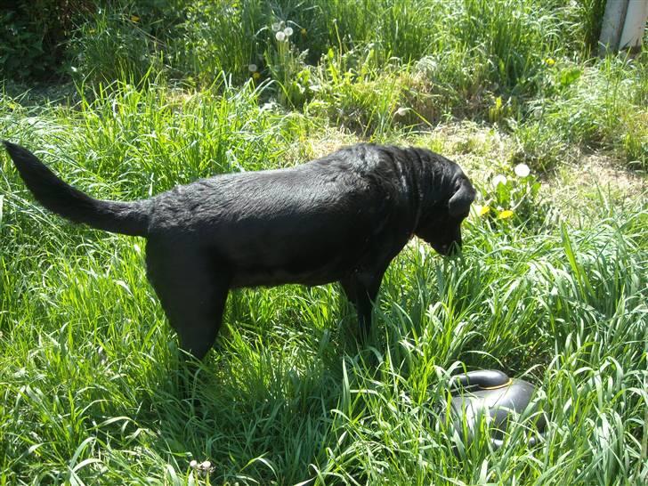 Labrador retriever /blanding Rie<3 billede 16