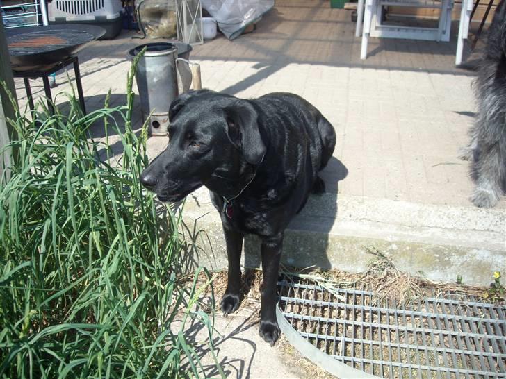 Labrador retriever /blanding Rie<3 billede 17