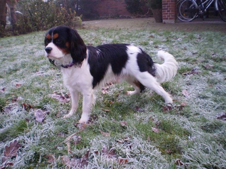 Cavalier king charles spaniel GONZO - Raaaaw den farlige hvalp.. billede 2