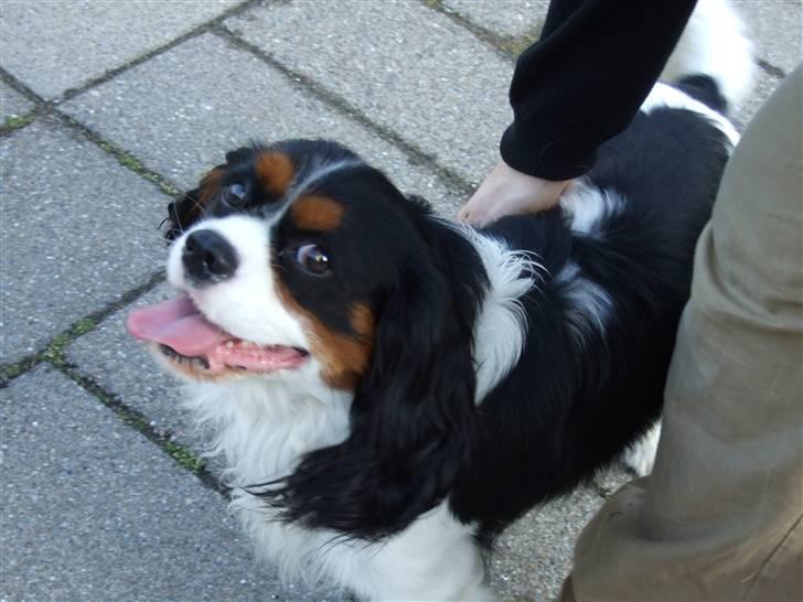 Cavalier king charles spaniel GONZO - nyt d. 16 - 07 - 09 billede 3