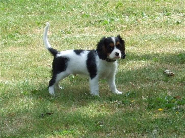 Cavalier king charles spaniel GONZO - uuh.. så flot 9 uger billede 4