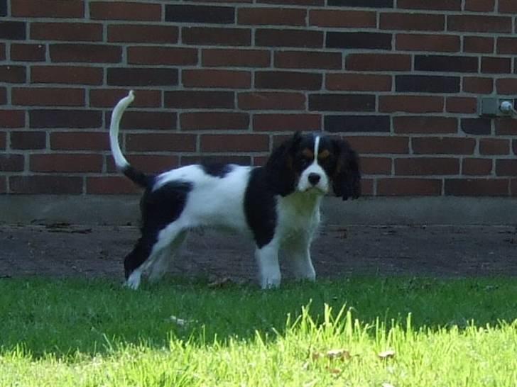 Cavalier king charles spaniel GONZO - 11 uger og 6 dage billede 5