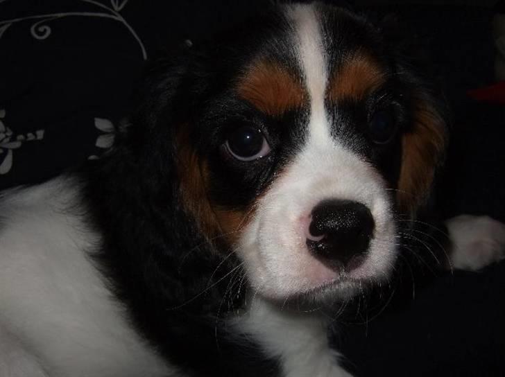 Cavalier king charles spaniel GONZO billede 6