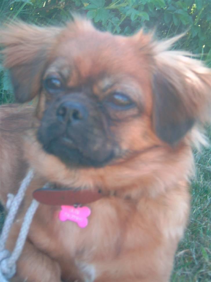 Tibetansk spaniel Bubi billede 16