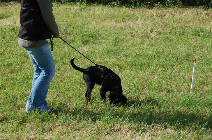 Rottweiler Nica - Hvor er den godbid? billede 9