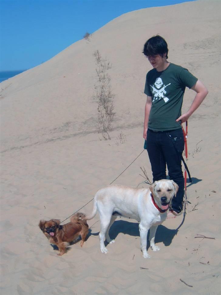 Tibetansk spaniel Bubi billede 17