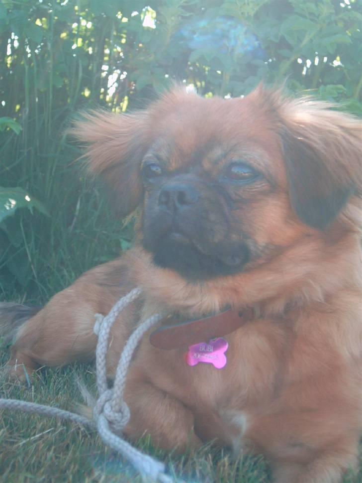 Tibetansk spaniel Bubi billede 19