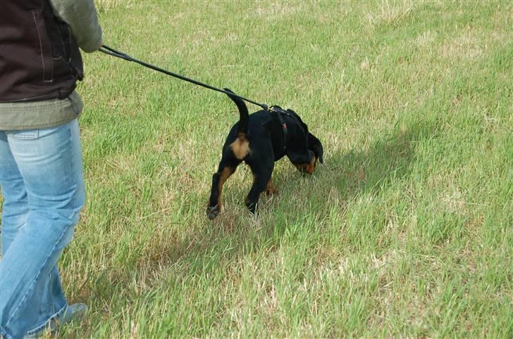 Rottweiler Nica - Så er jeg rigtig kommet på arbejde. Puha! billede 10