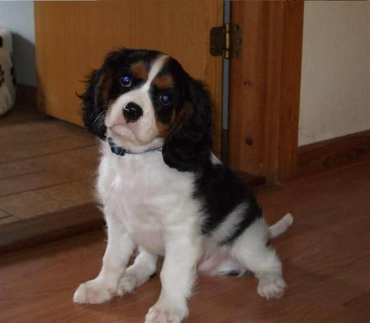 Cavalier king charles spaniel GONZO - nååå ;) lige kommer hjem billede 7