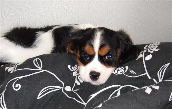 Cavalier king charles spaniel GONZO - Ejj.. nu vil jeg sove mor..! billede 8