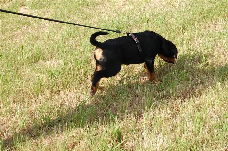 Rottweiler Nica billede 11