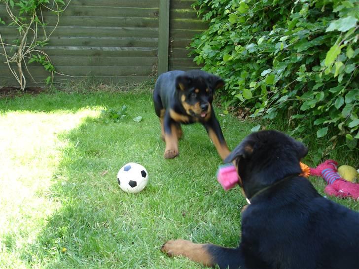 Rottweiler Nica - Her leger jeg med min kuldbror. billede 12