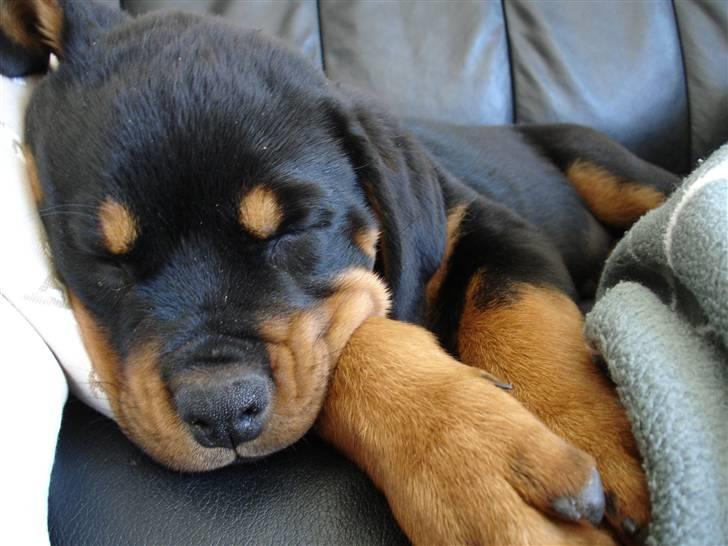 Rottweiler Nica - Zzzzzzzz! billede 13