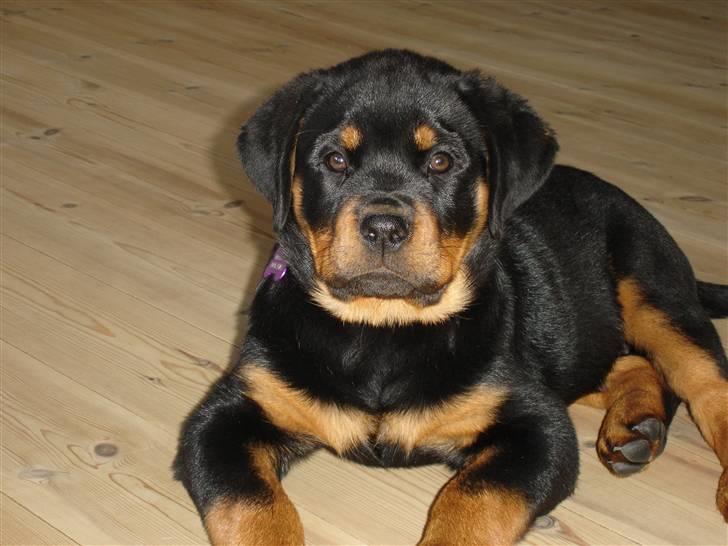 Rottweiler Nica billede 14