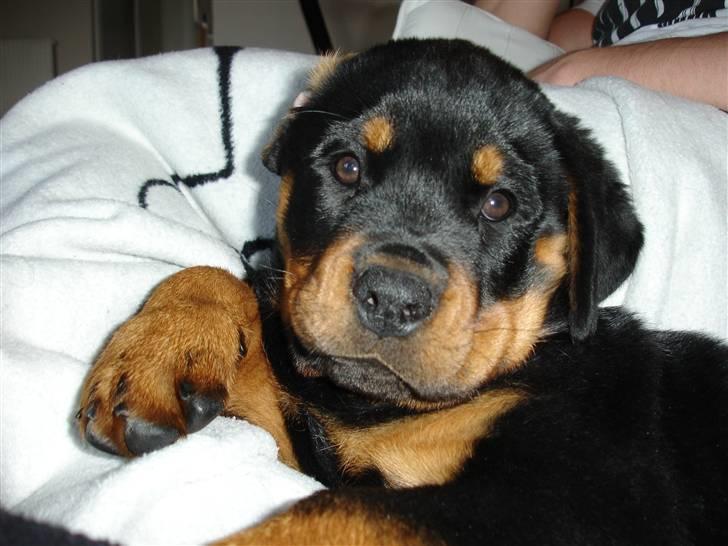 Rottweiler Nica - Jeg er godt nok træt. billede 15