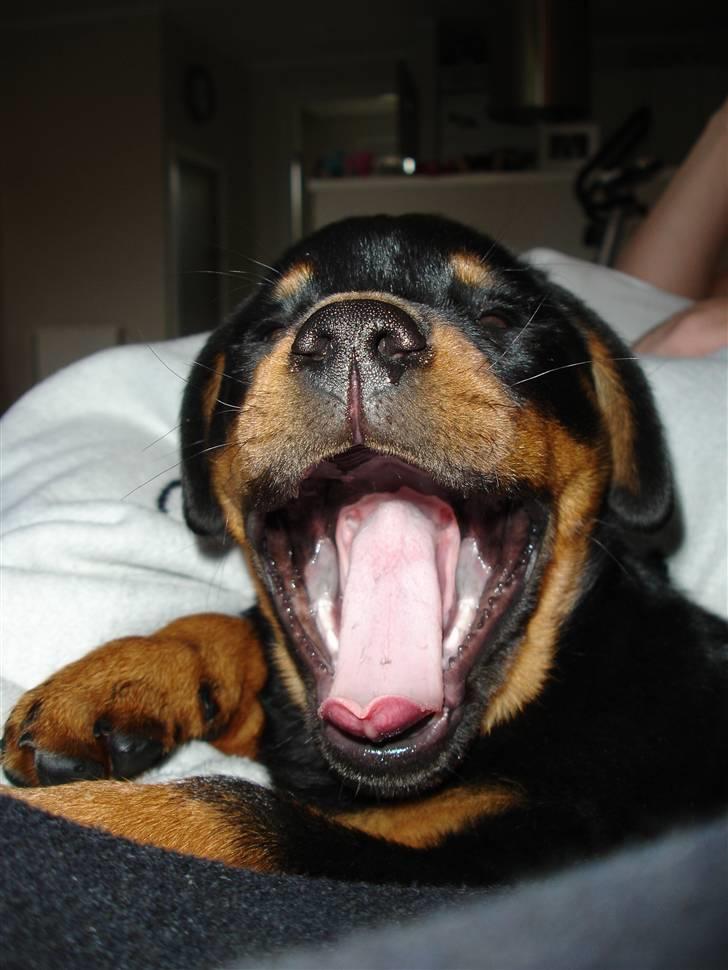 Rottweiler Nica - Kan I se mine tænder? billede 16