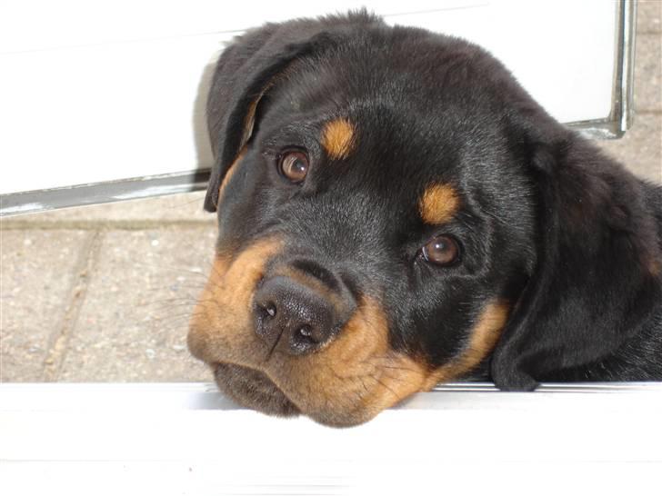 Rottweiler Nica - Kaldte du? Jeg gider ikke rejse mig. billede 17