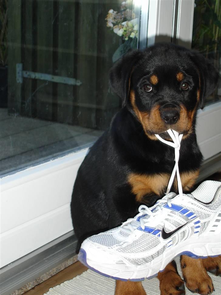 Rottweiler Nica - Hov far er det din sko...? billede 18