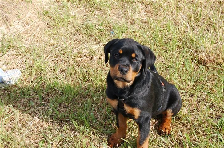 Rottweiler Nica billede 19