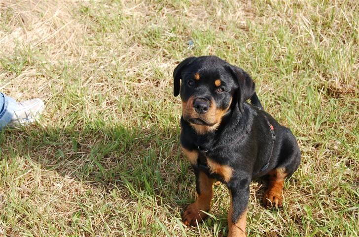 Rottweiler Nica billede 20
