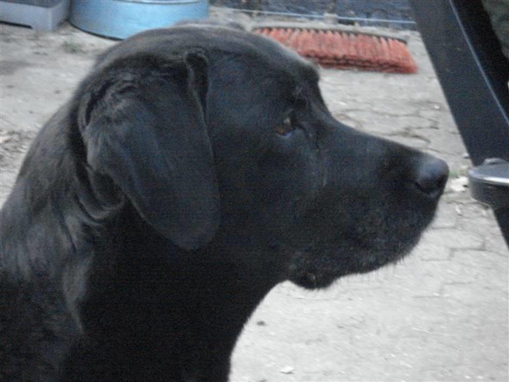 Labrador retriever Mille billede 1