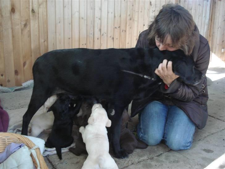 Labrador retriever Mille - Mille fodre hvalpe imens mor kysser hende .. billede 2