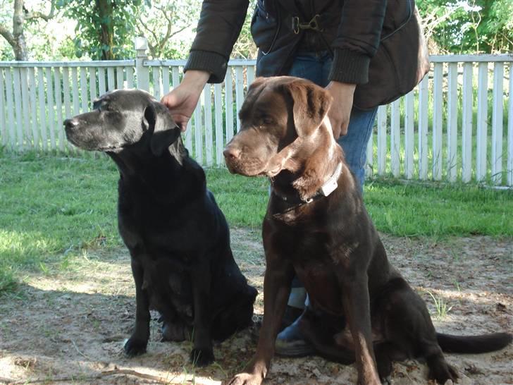 Labrador retriever Mille - Mille og samson (; billede 3