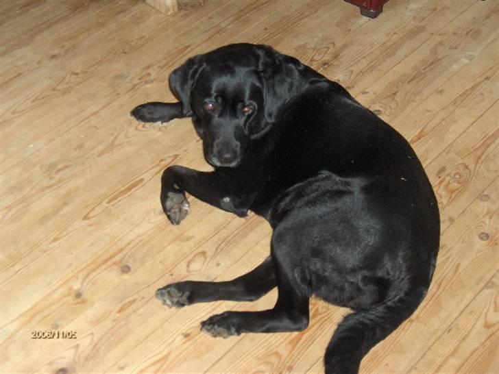 Labrador retriever Mille billede 4