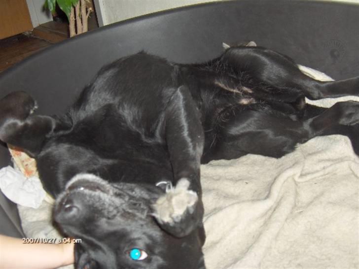 Labrador retriever Mille billede 5