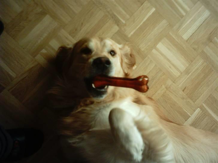 Golden retriever Nova billede 16