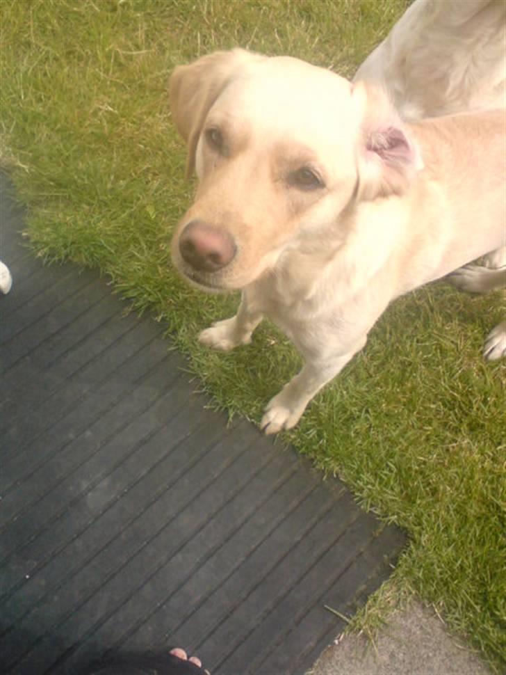 Labrador retriever laika - heeeej moarrrr billede 1