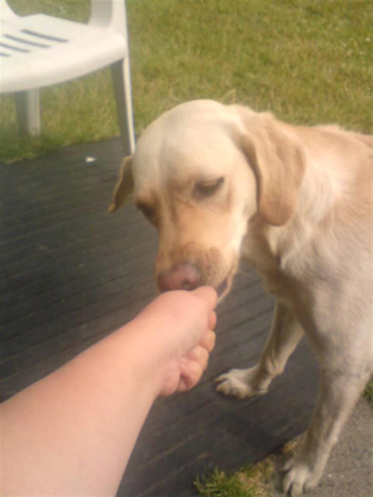 Labrador retriever laika - umm en godbid nam nam billede 2