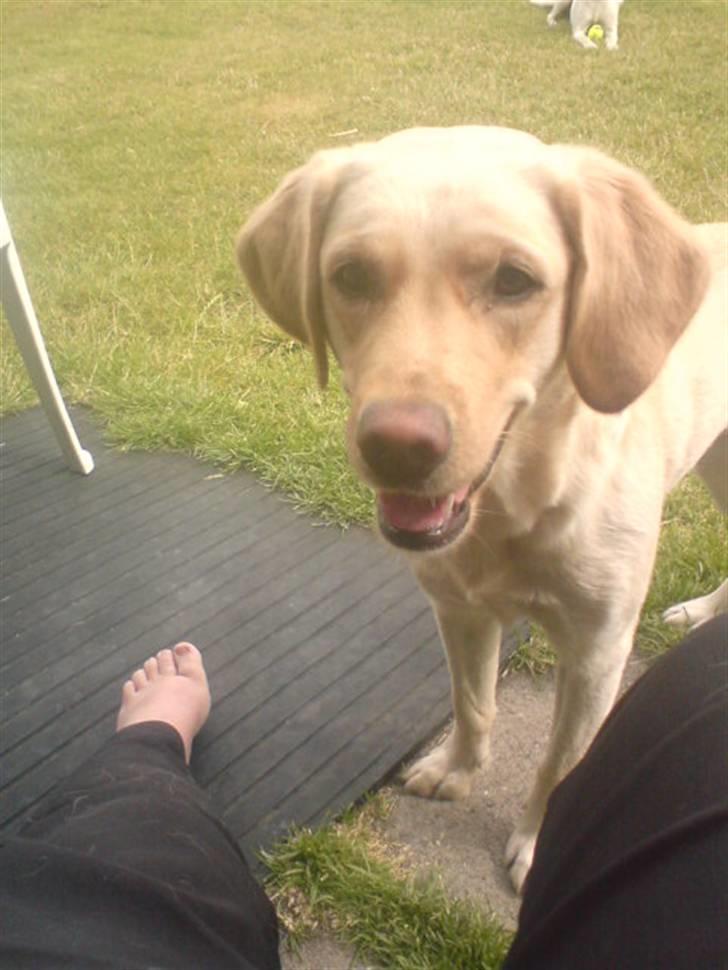 Labrador retriever laika - har du flere bidder morr billede 3