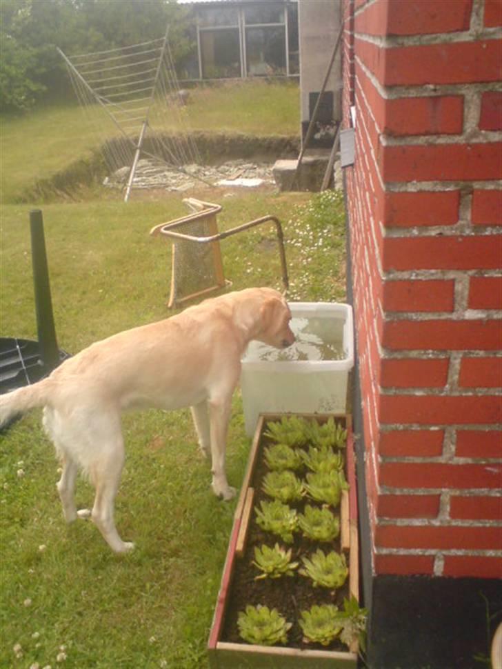 Labrador retriever laika - dejlig med den spand ting..der er altid vaaand i billede 4