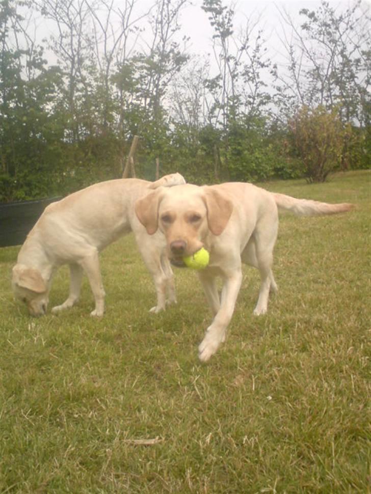 Labrador retriever laika - ha ha jeg fik bolden billede 5