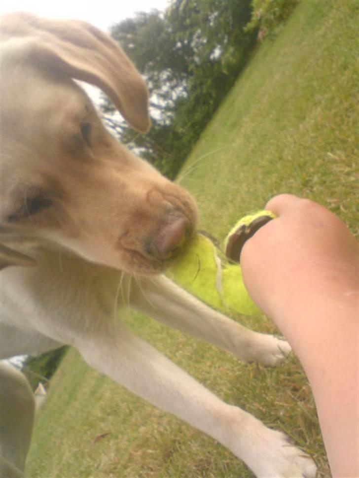 Labrador retriever laika - neeej nu har du taget den billede 6