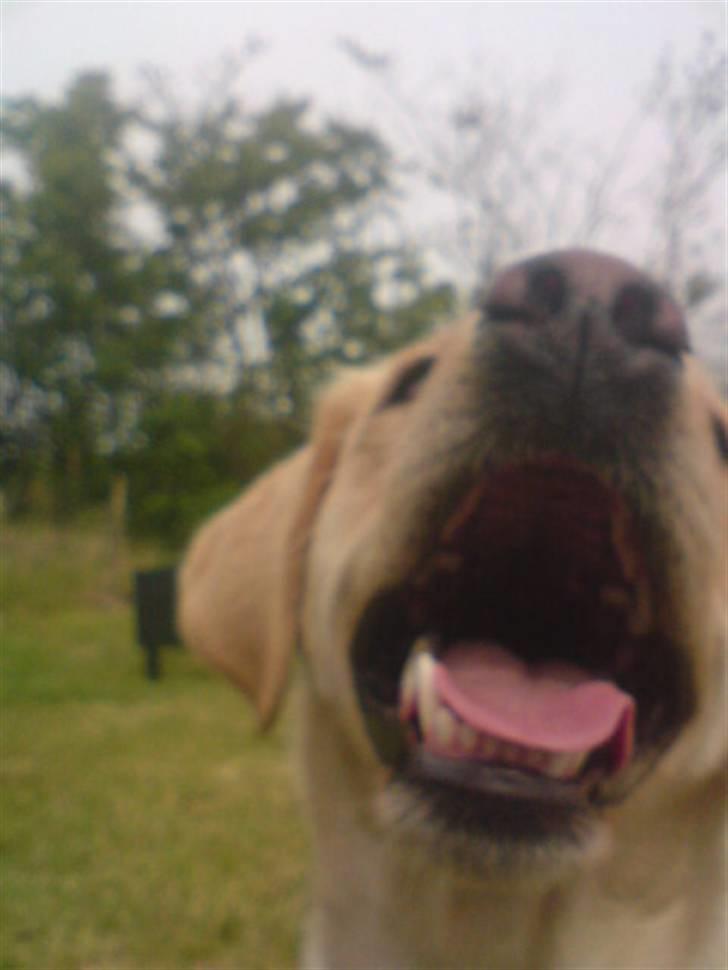 Labrador retriever laika - seeeee jeg kan også gøø billede 7