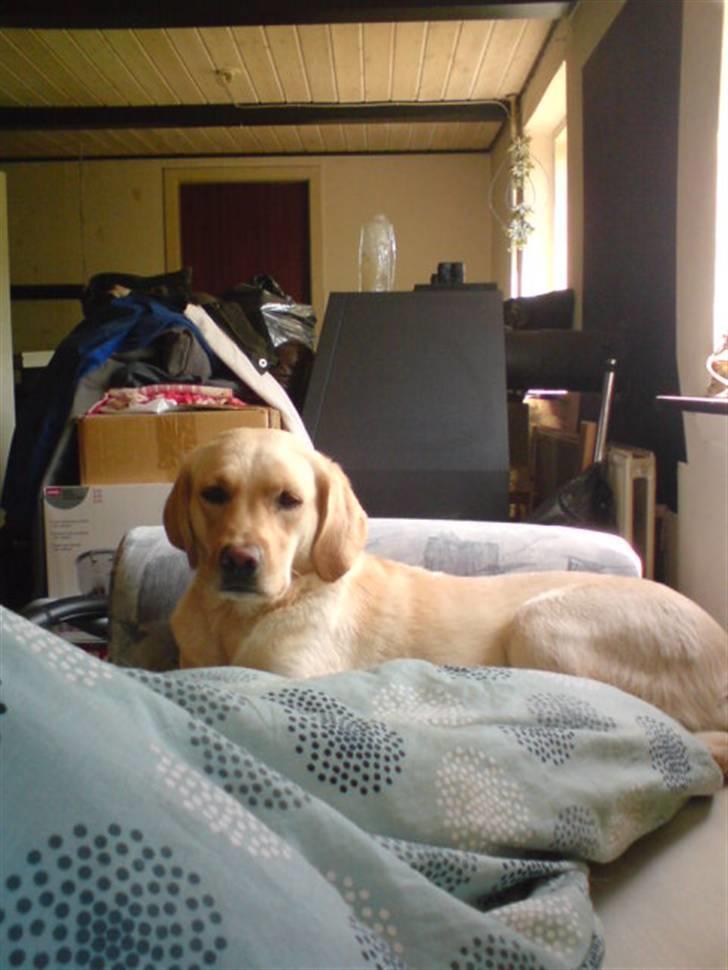 Labrador retriever laika - jeg er alligevel lidt træt... billede 8
