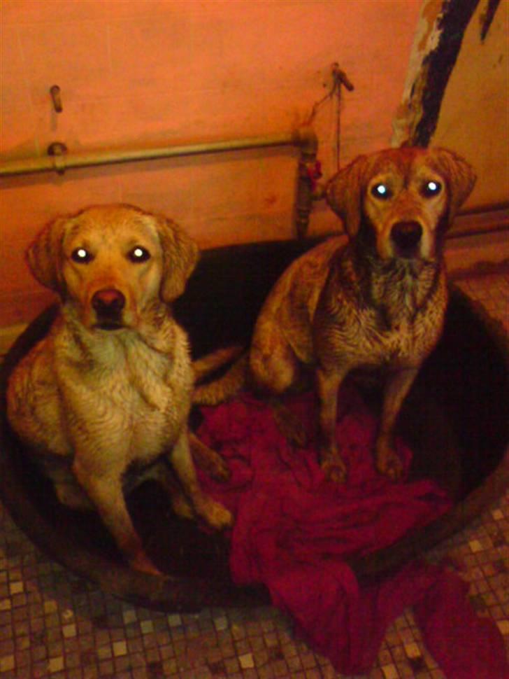 Labrador retriever laika - he he vi laver ballade..er viii ikke pæne hva mor billede 9