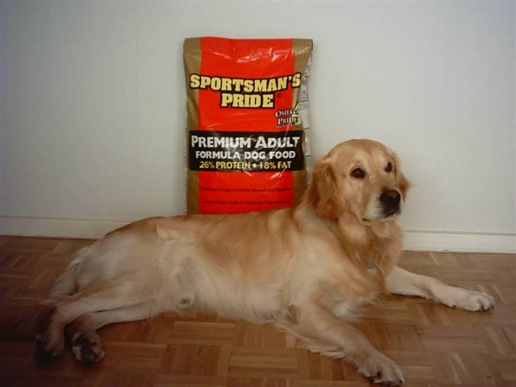 Golden retriever Nova billede 17