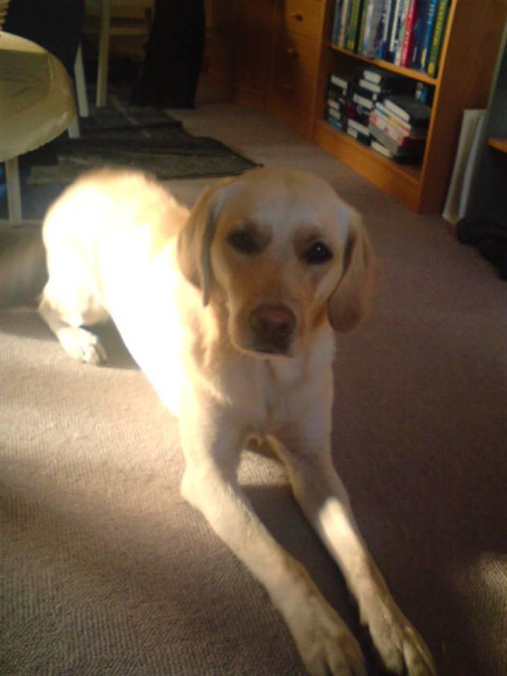 Labrador retriever laika - hva laver du moar billede 10