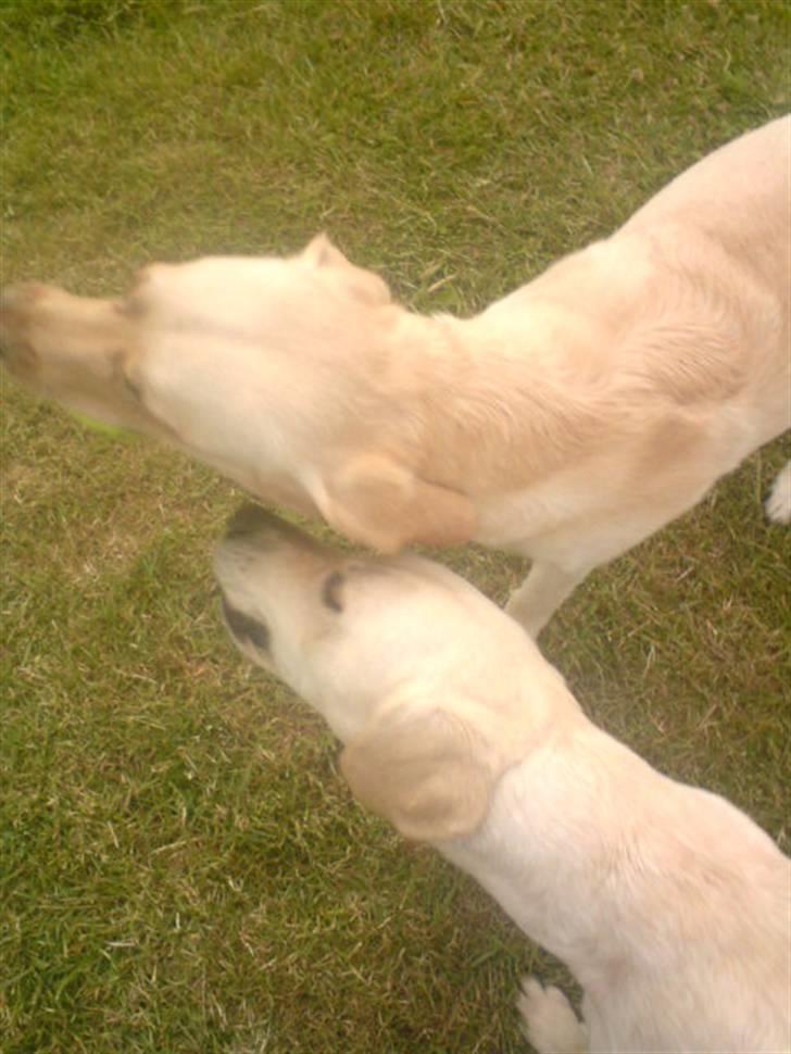 Labrador retriever laika - gi mig så den boooold billede 11