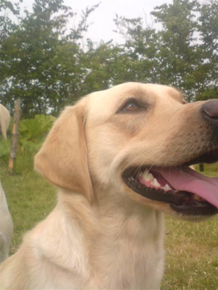 Labrador retriever laika - lige et shot fra siden billede 12