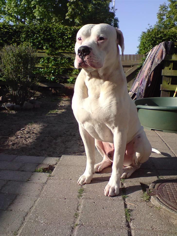 Amerikansk bulldog Oscar - Sidder lige og nyder solen ! billede 16