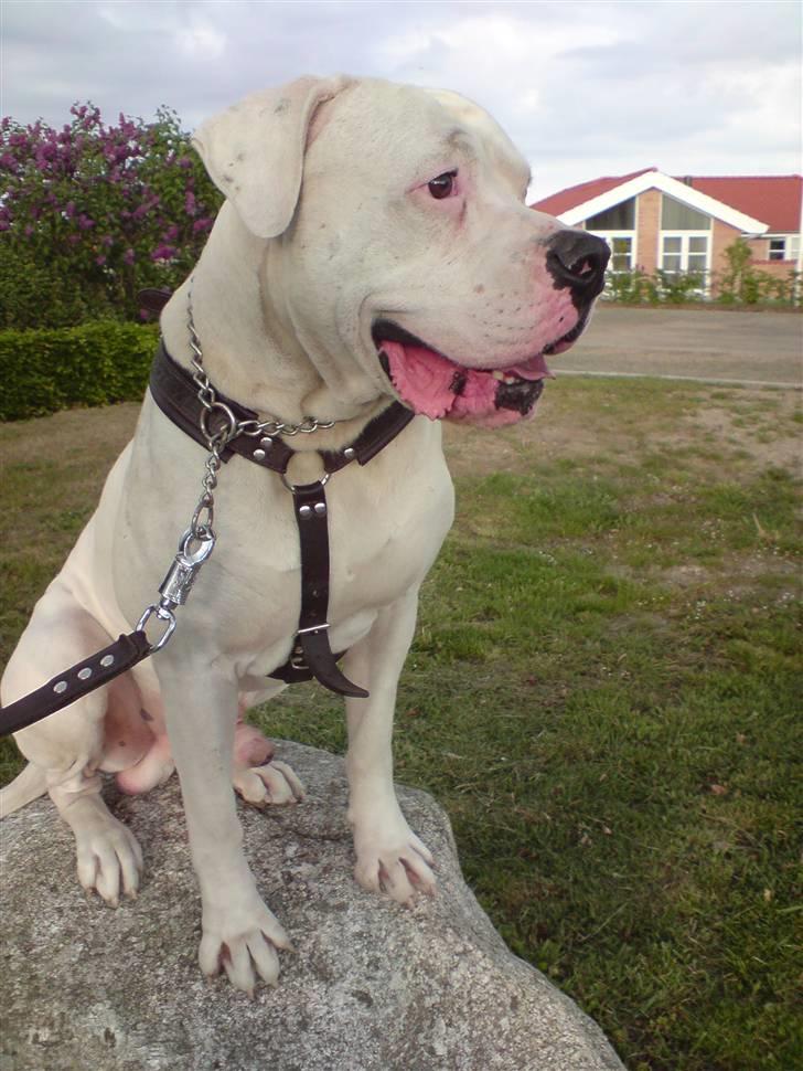 Amerikansk bulldog Oscar billede 17