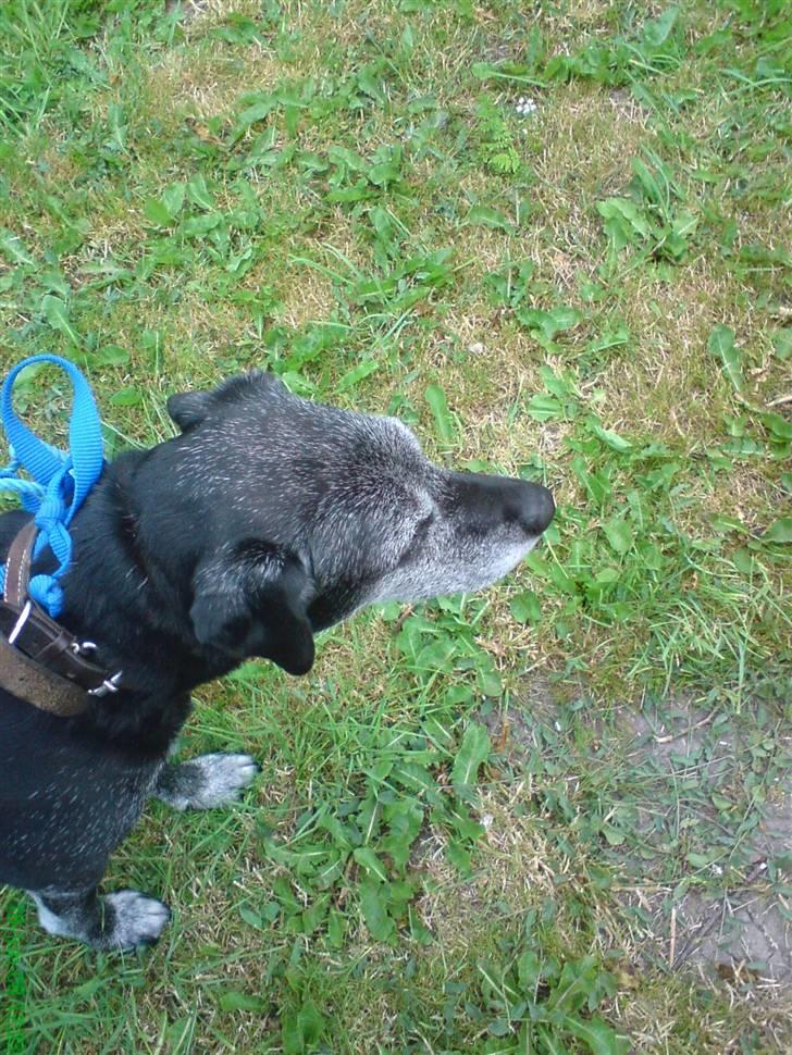 Labrador retriever Victor RIP - og så lige en tur i haven :D billede 6