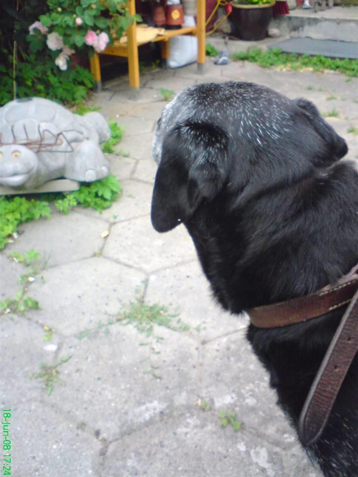 Labrador retriever Victor RIP - og op på terassen xD billede 7